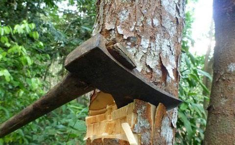 Amid unrest, timber smuggling goes unabated in Kupwara district